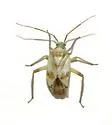 Taedia albifacies