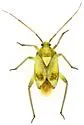 Taedia albifacies - photo 2