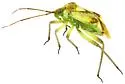 Taedia albifacies - photo 3