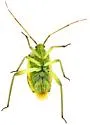 Taedia albifacies - photo 4