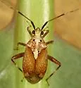 Taedia celtidis