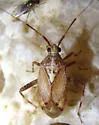 Taedia celtidis - photo 2