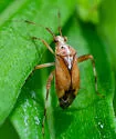 Taedia celtidis - photo 3