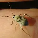 Taedia deletica