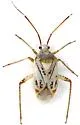 Taedia deletica - photo 2