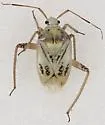 Taedia deletica - photo 4