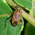 Taedia evonymi