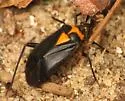 Taedia externa