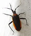 Taedia externa - photo 2