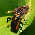 Taedia externa - photo 3