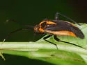 Taedia externa - photo 4