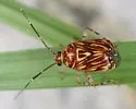 Taedia fasciola