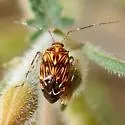 Taedia fasciola - photo 2