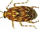 Taedia fasciola - photo 3