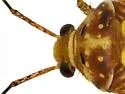 Taedia fasciola - photo 4