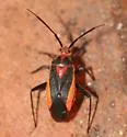 Taedia johnstoni