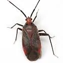 Taedia johnstoni - photo 2