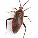 Taedia johnstoni - photo 3