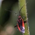 Taedia johnstoni - photo 4
