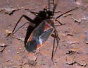 Taedia johnstoni - photo 5