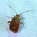 Taedia maculosa