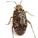 Taedia maculosa - photo 2