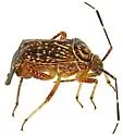 Taedia maculosa - photo 4