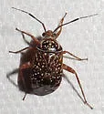 Taedia maculosa - photo 5