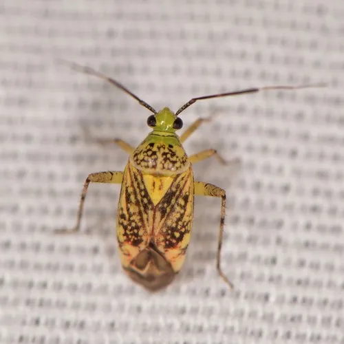 Taedia marmorata