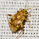 Taedia multisignata - Taedia multisignata