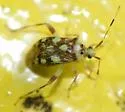 Taedia multisignata - photo 2