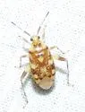 Taedia multisignata - photo 3