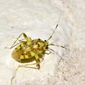 Taedia multisignata - photo 4