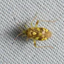 Taedia multisignata - photo 5