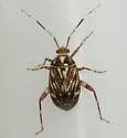 Taedia virgulata - photo 3