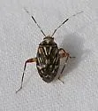 Taedia virgulata - photo 4