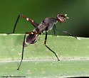 Taeniaptera lasciva