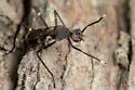 Taeniaptera lasciva - photo 3