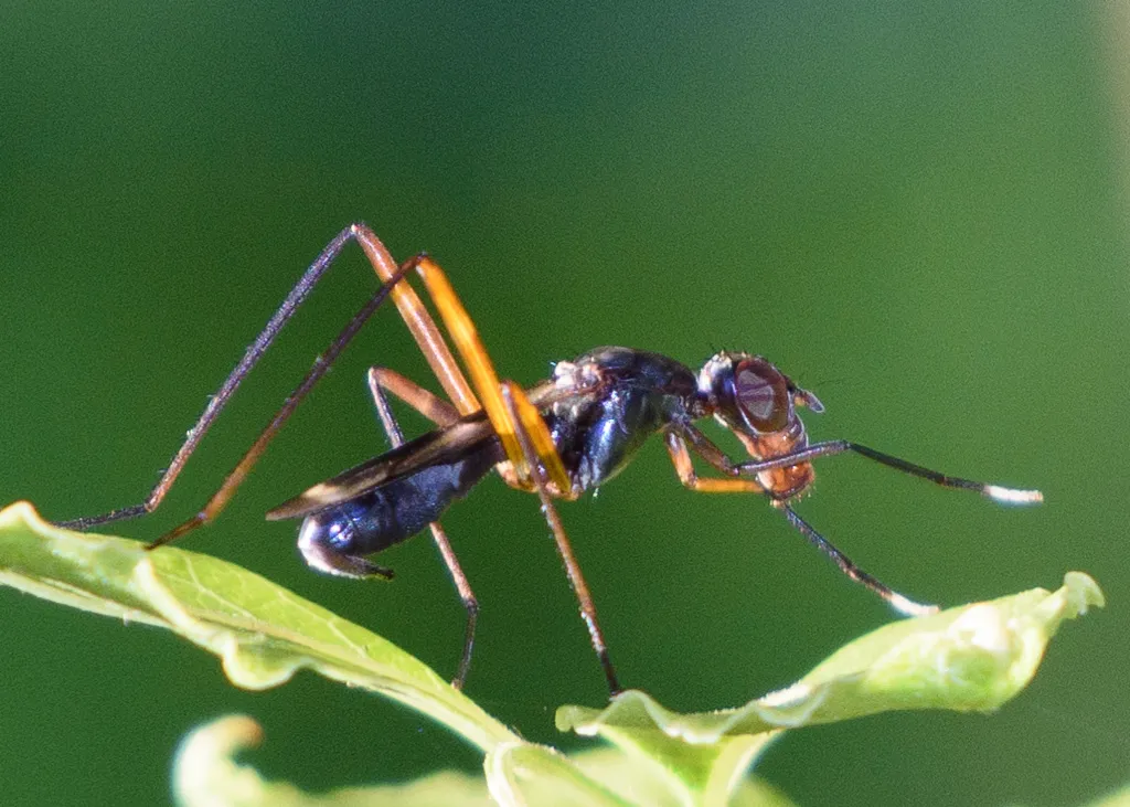 Taeniaptera trivittata