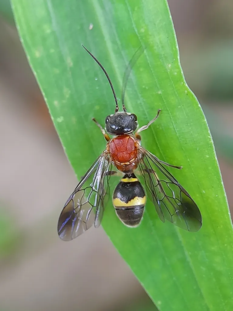 Taeniogonalos fasciata - photo 2