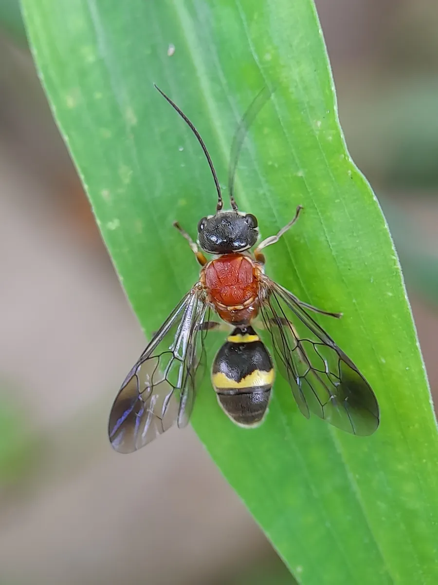 Taeniogonalos fasciata - photo 3