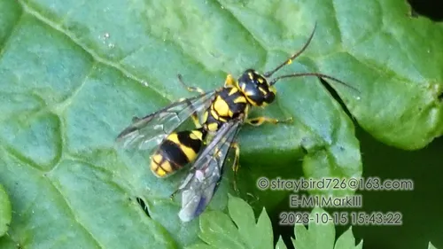 Taeniogonalos flavoscutellata
