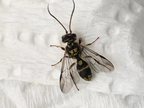 Taeniogonalos gestroi