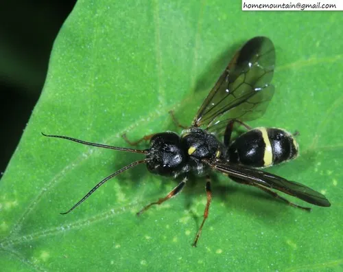 Taeniogonalos mongolica