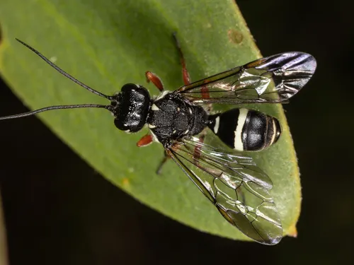 Taeniogonalos tenebrosa