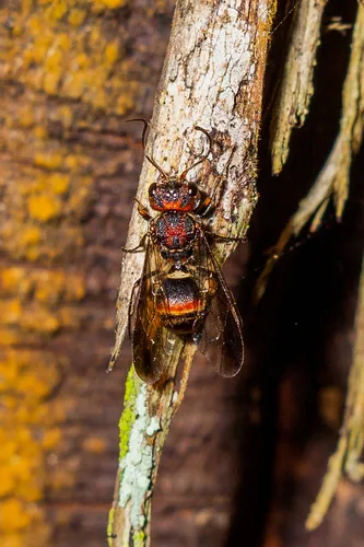 Taeniogonalos tricolor