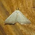 Taeniogramma mendicata - Hodges# 6424