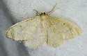 Taeniogramma mendicata - Hodges# 6424 - photo 2