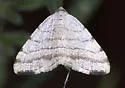 Taeniogramma quadrilinea - Hodges#6359