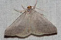 Taeniogramma tenebrosata - Hodges#6425